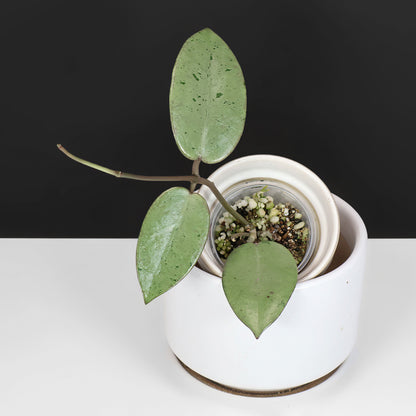 Hoya Silver Dollar