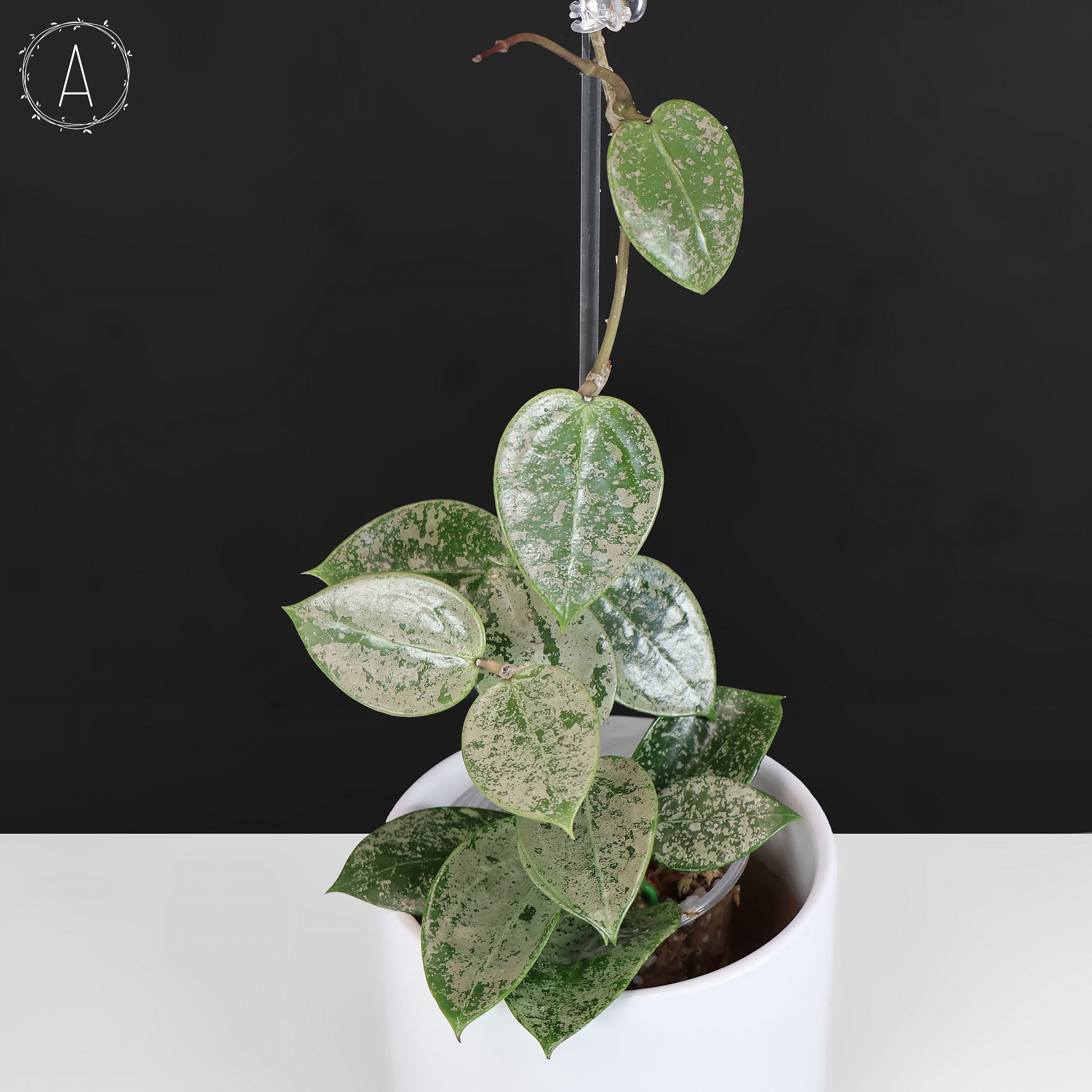 earnest hearts 鉢　volt 風林火山 Hoya Verticillata Silver Heart Splash – Curious Plant Killer