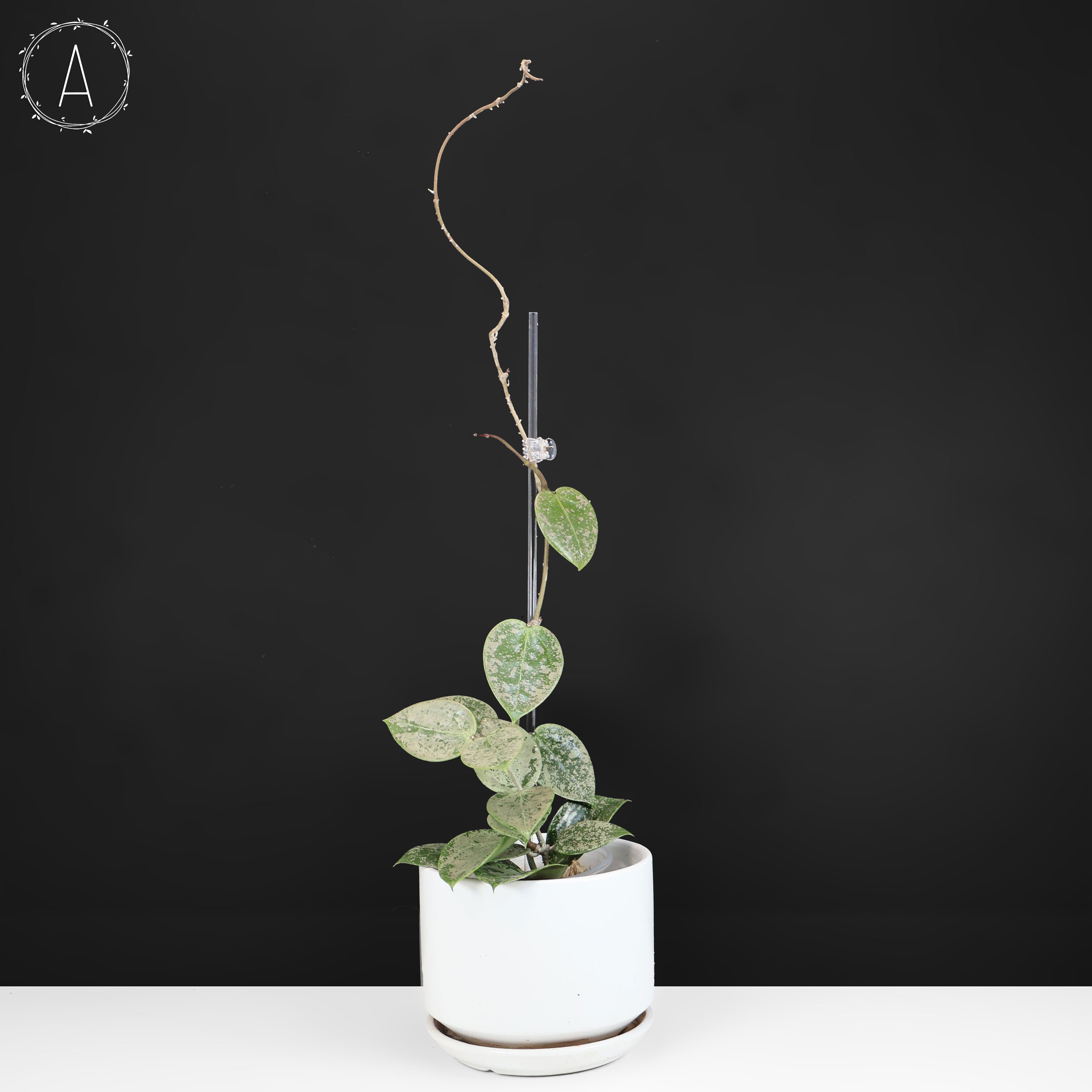 Hoya Verticillata Silver Heart Splash – Curious Plant Killer
