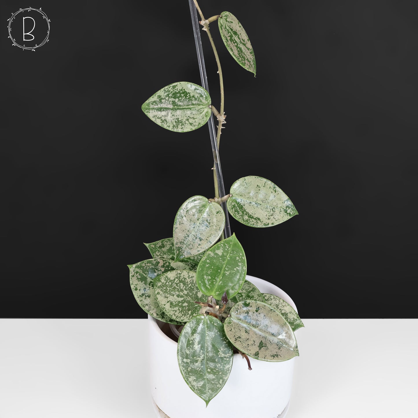 Hoya Verticillata Corazón Plateado Salpicadura
