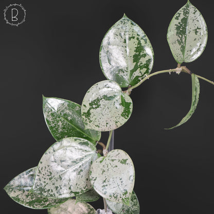 Hoya Verticillata Silver Heart Splash