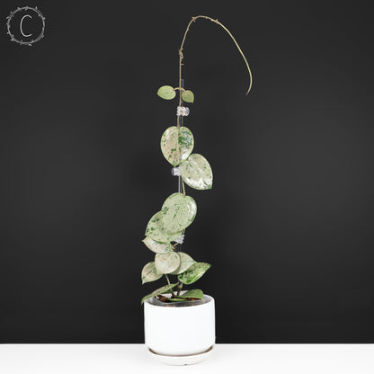 Hoya Verticillata Corazón Plateado Salpicadura