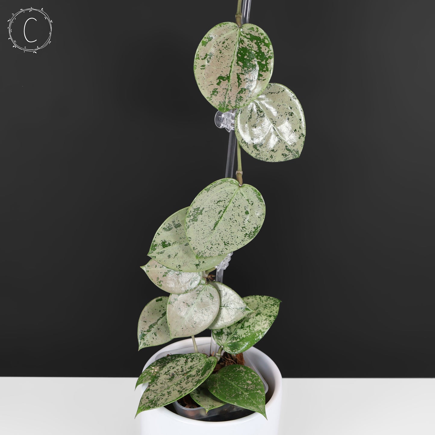 Hoya Verticillata Corazón Plateado Salpicadura