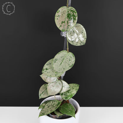 Hoya Verticillata Corazón Plateado Salpicadura