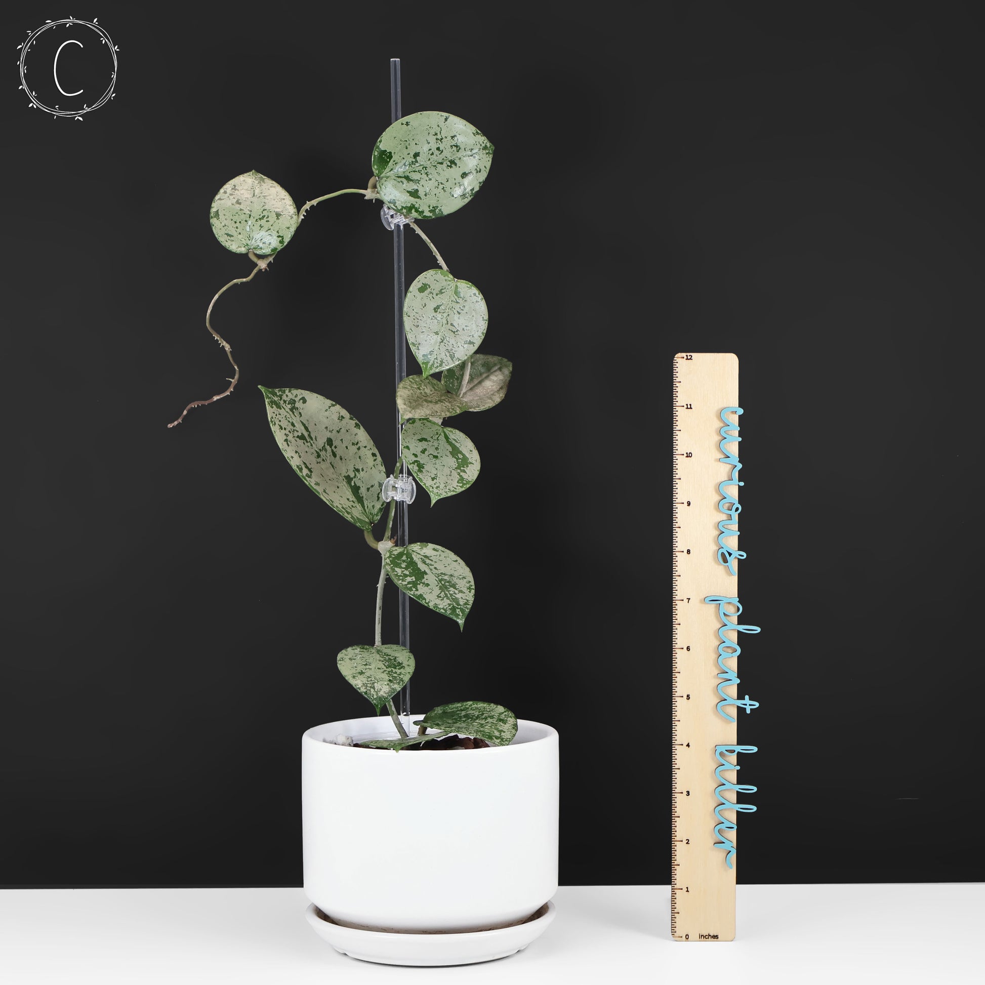 silver heart plant indoors Hoya Verticillata Silver Heart Splash – Curious Plant Killer