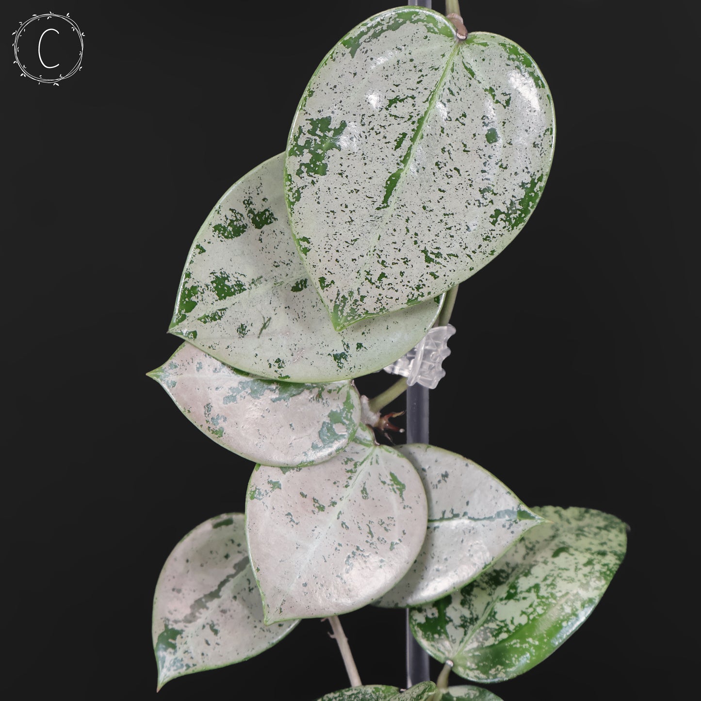 Hoya Verticillata Corazón Plateado Salpicadura
