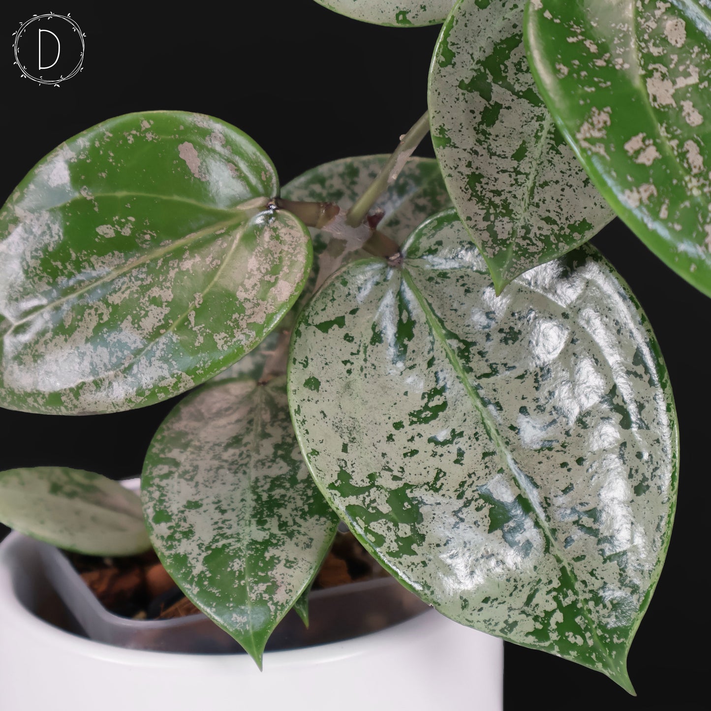 Hoya Verticillata Corazón Plateado Salpicadura