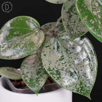 Hoya Verticillata Corazón Plateado Salpicadura