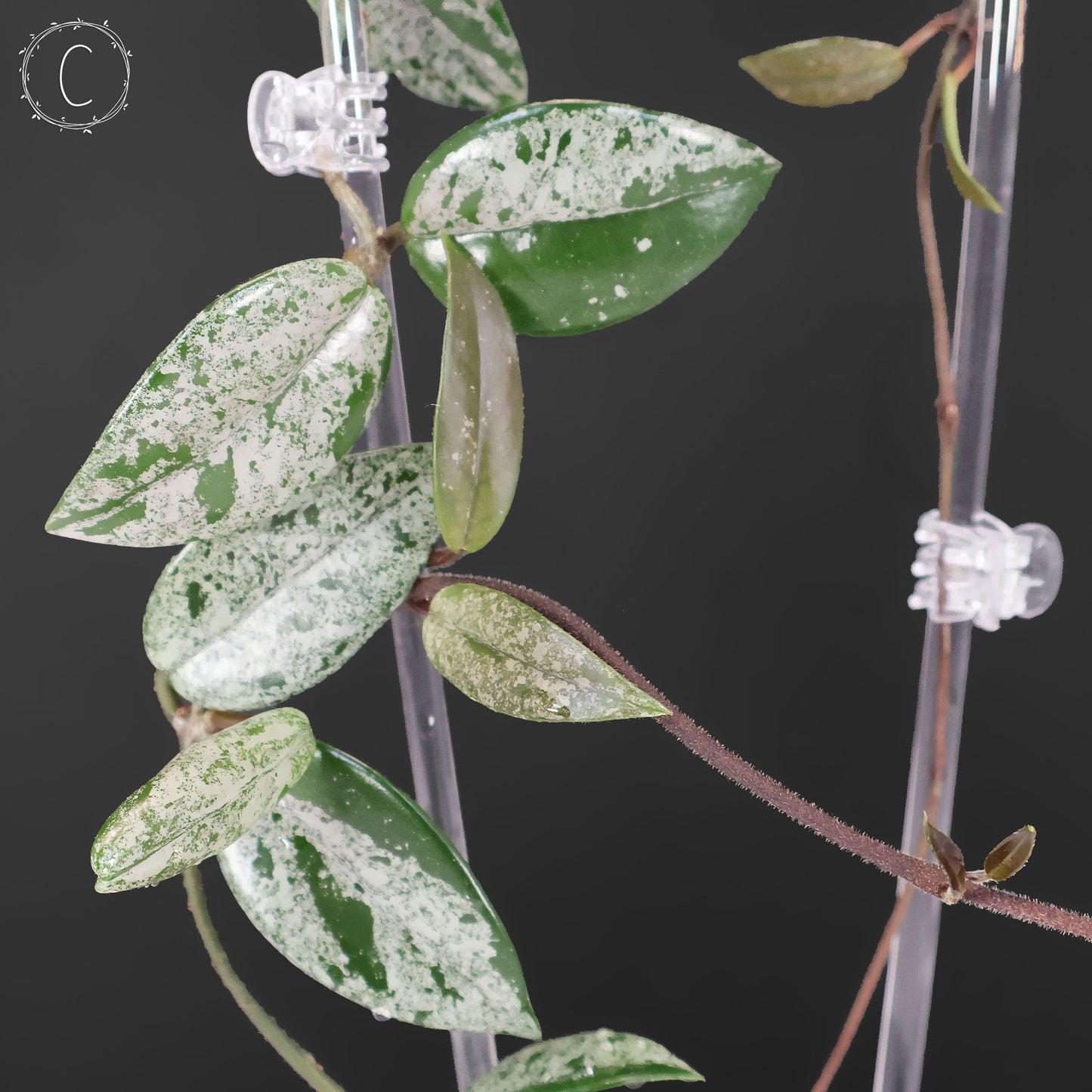Hoya Wilbur Graves