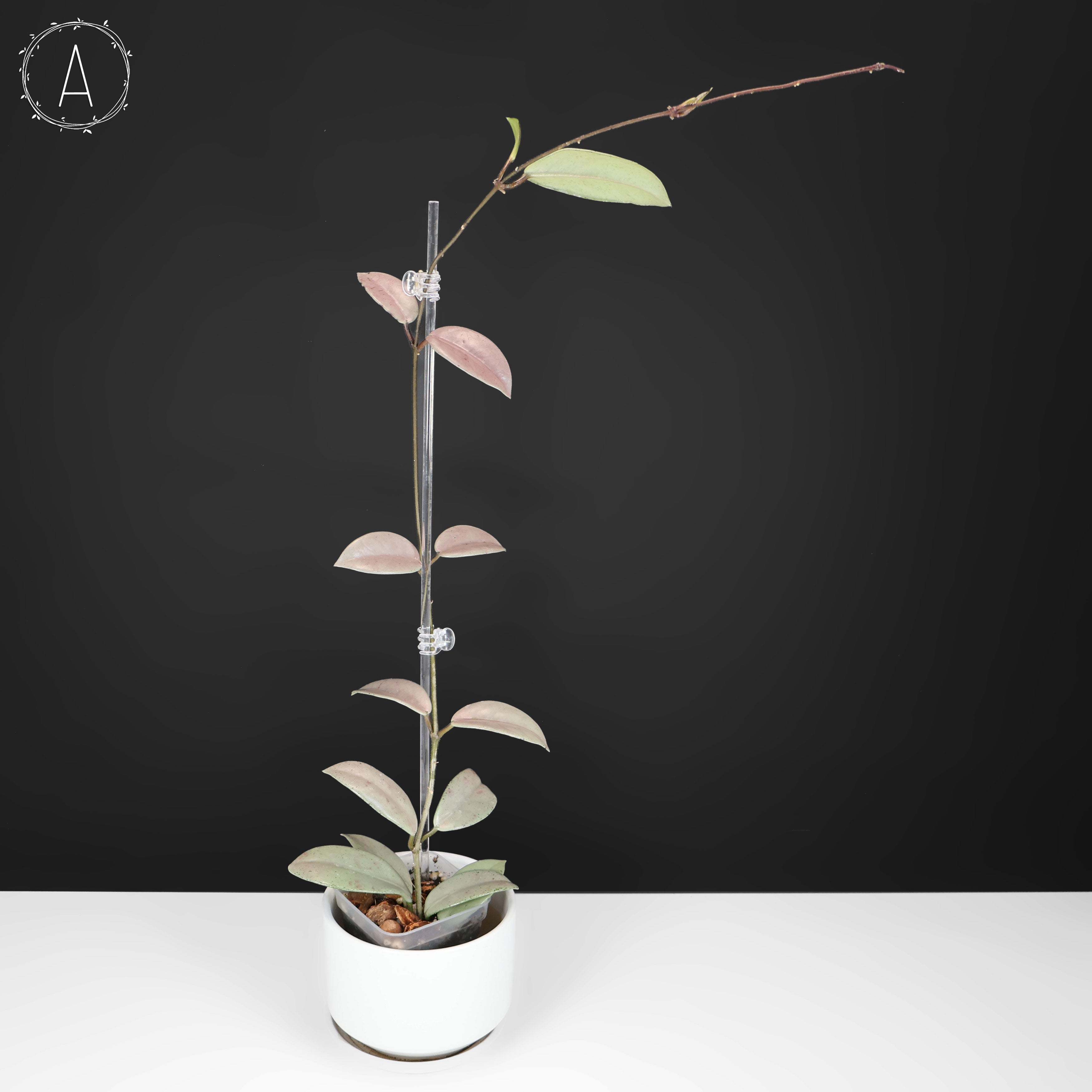 Hoya Wilbur Graves Silver – Curious Plant Killer