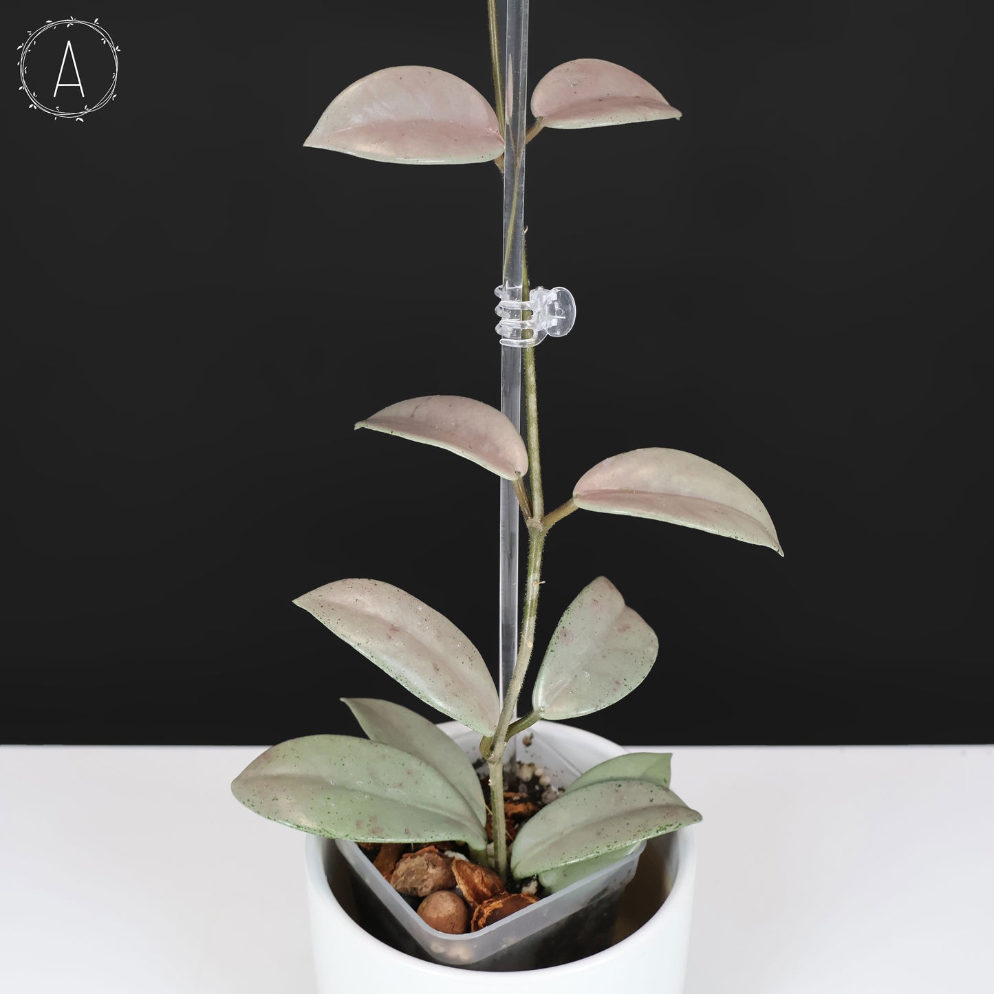 Hoya Wilbur Graves Plata