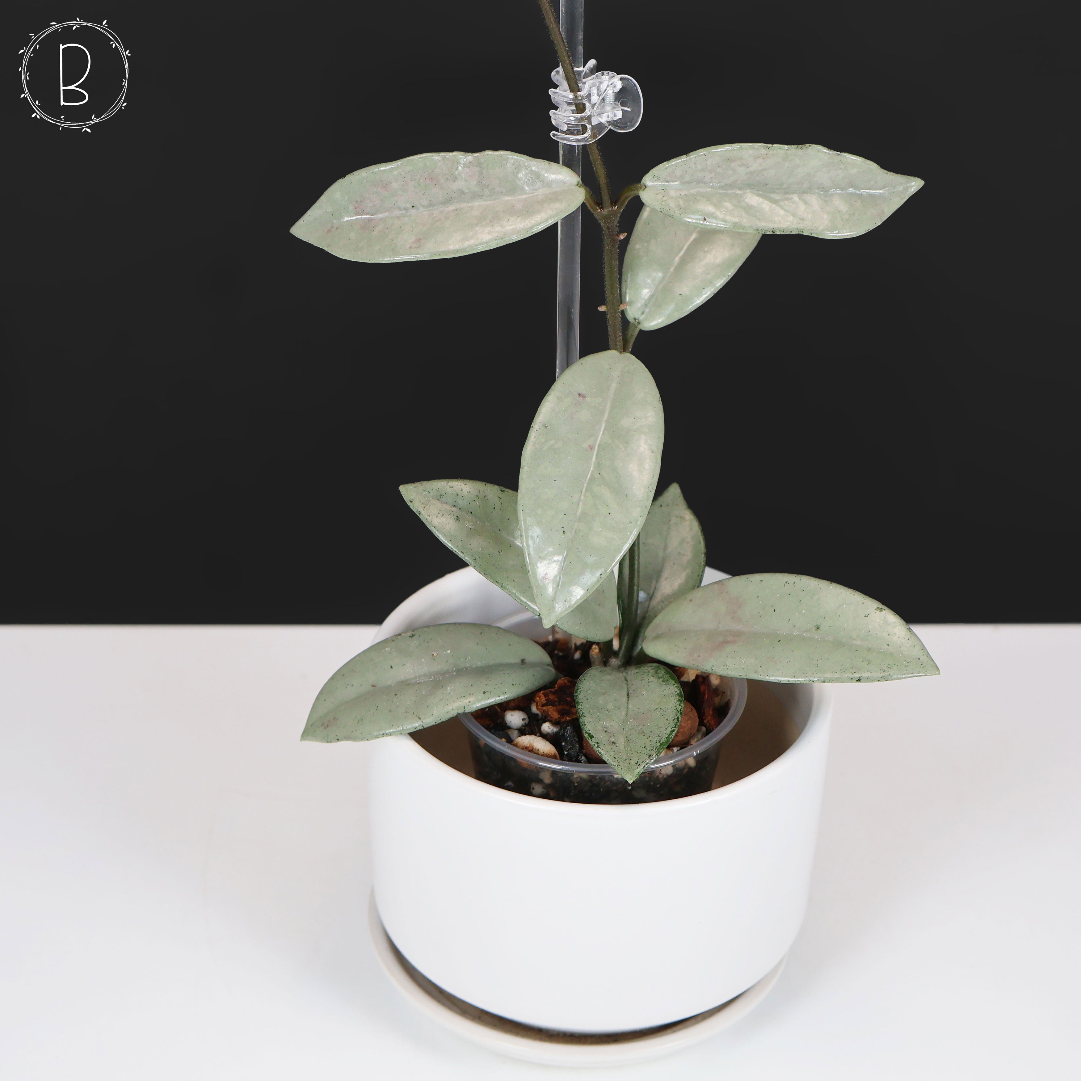Hoya Wilbur Graves Silver – Curious Plant Killer