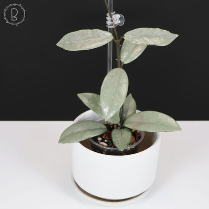 Hoya Wilbur Graves Plata