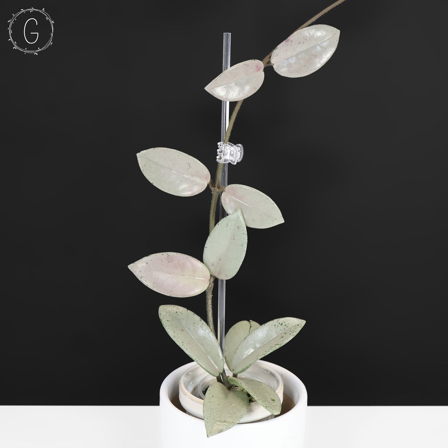 Hoya Wilbur Graves Silver
