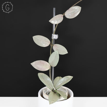 Hoya Wilbur Graves Silver