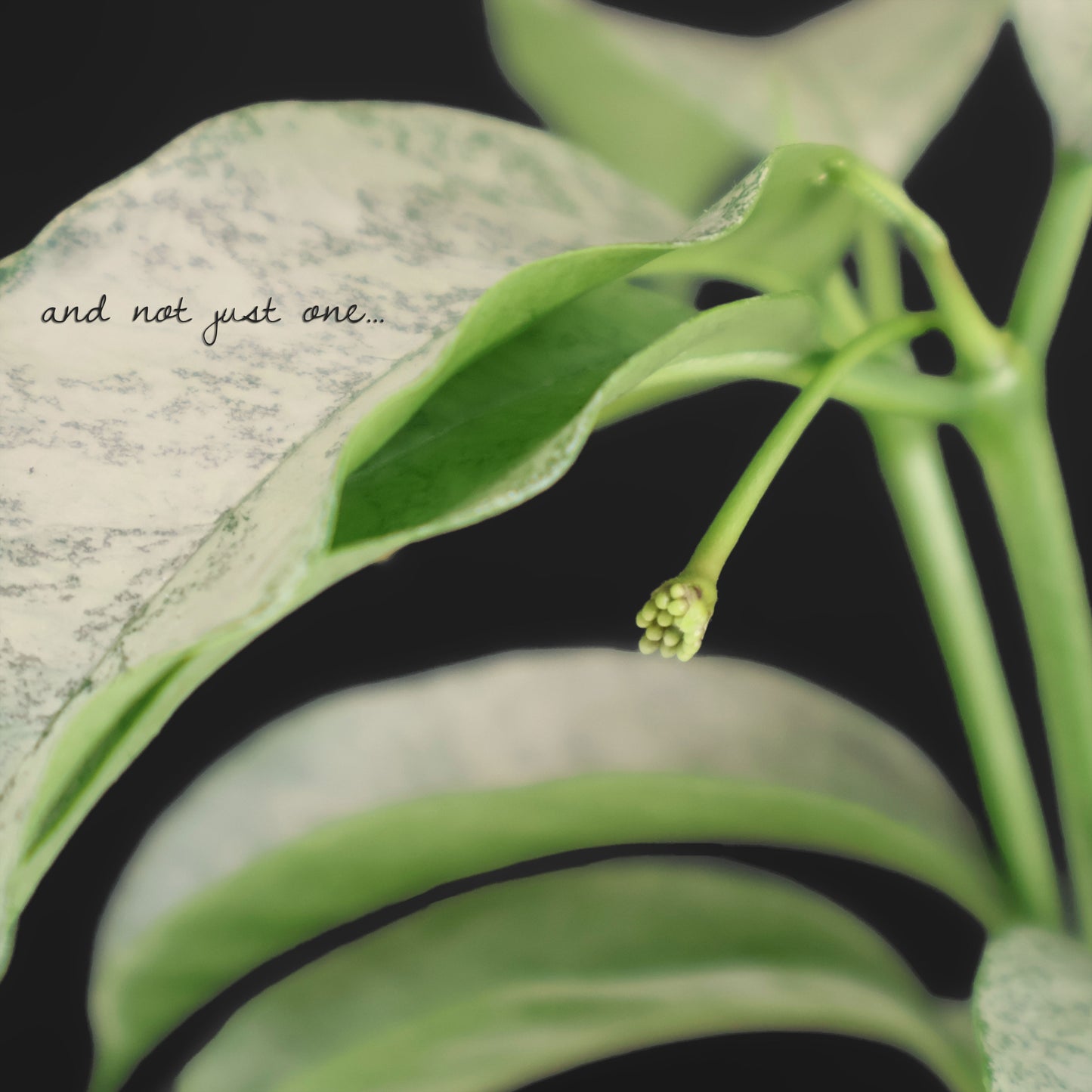 Hoya Multiflora "WonderPhil"