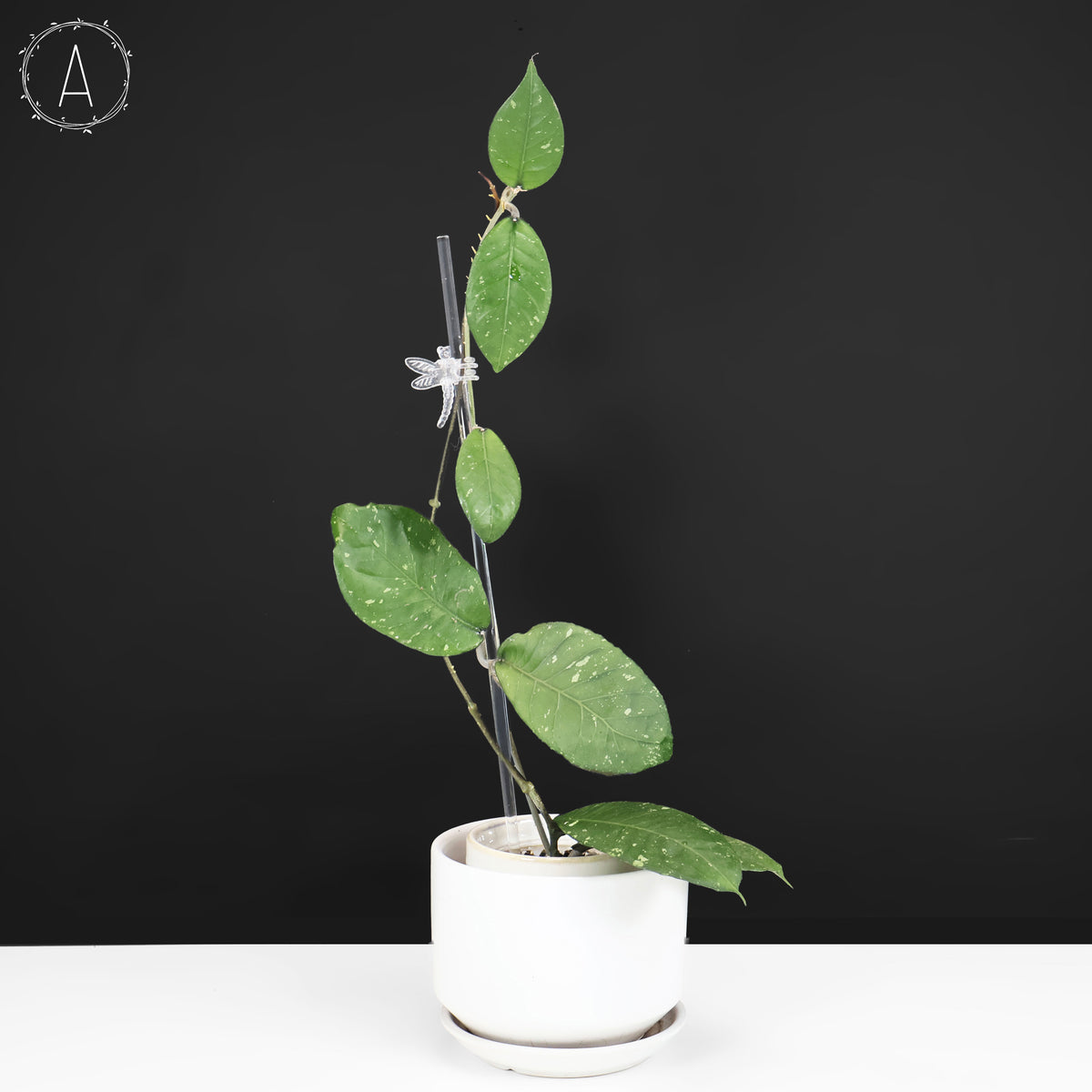 Hoya sp. Aceh