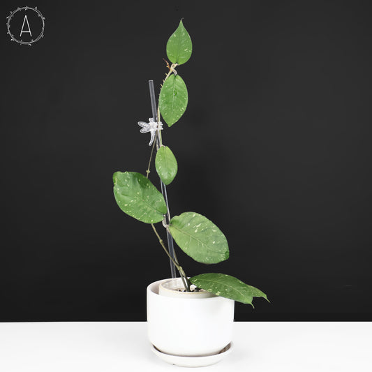 Hoya sp. Aceh