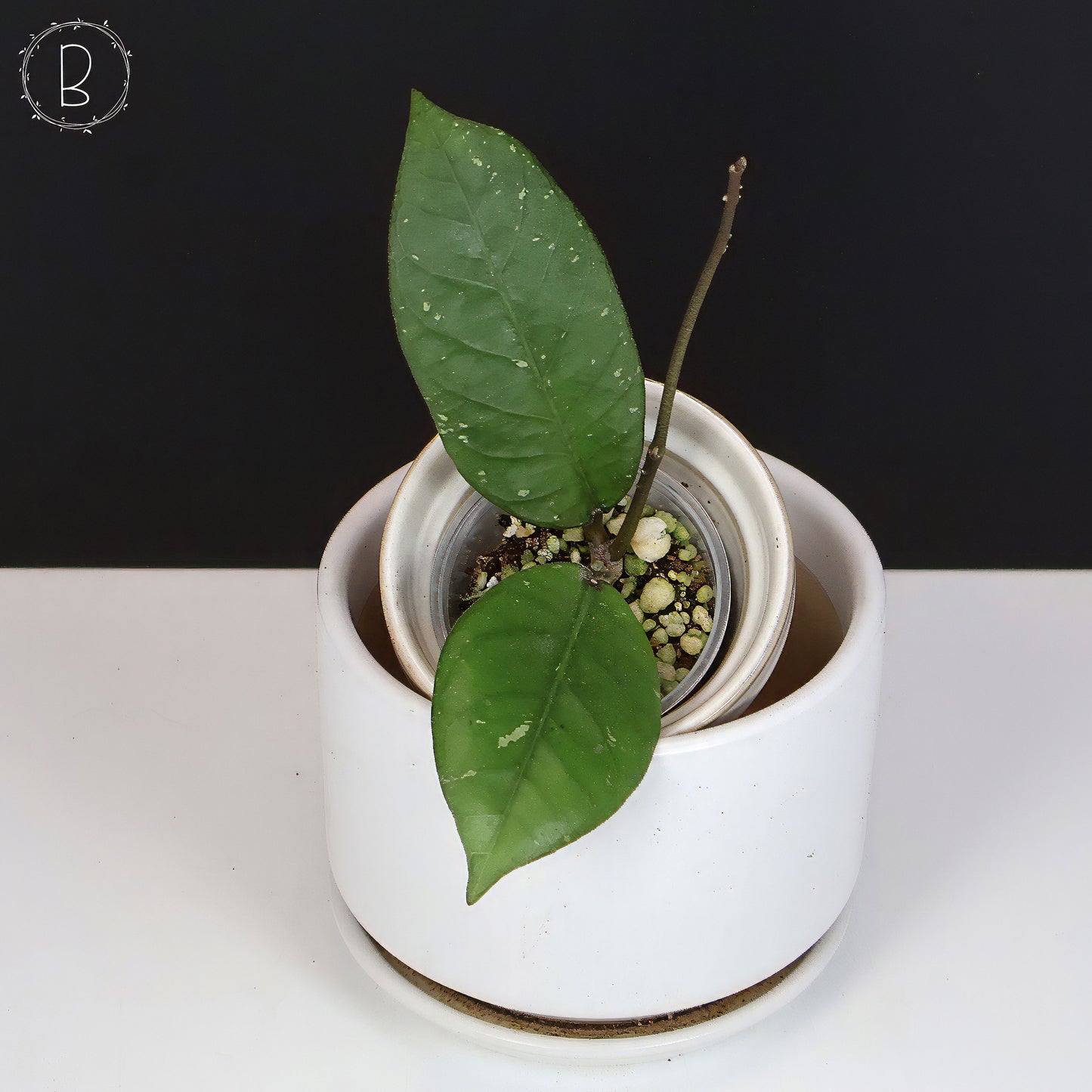 Hoya sp. Aceh Dragon Egg