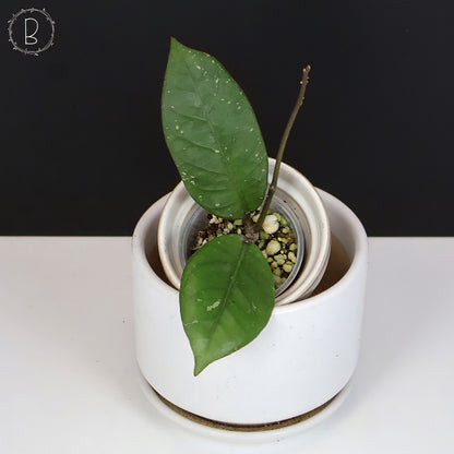 Hoya sp. Aceh Dragon Egg