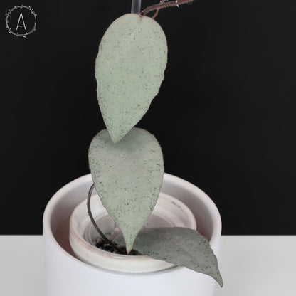 Hoya Caudata Argentea Plata