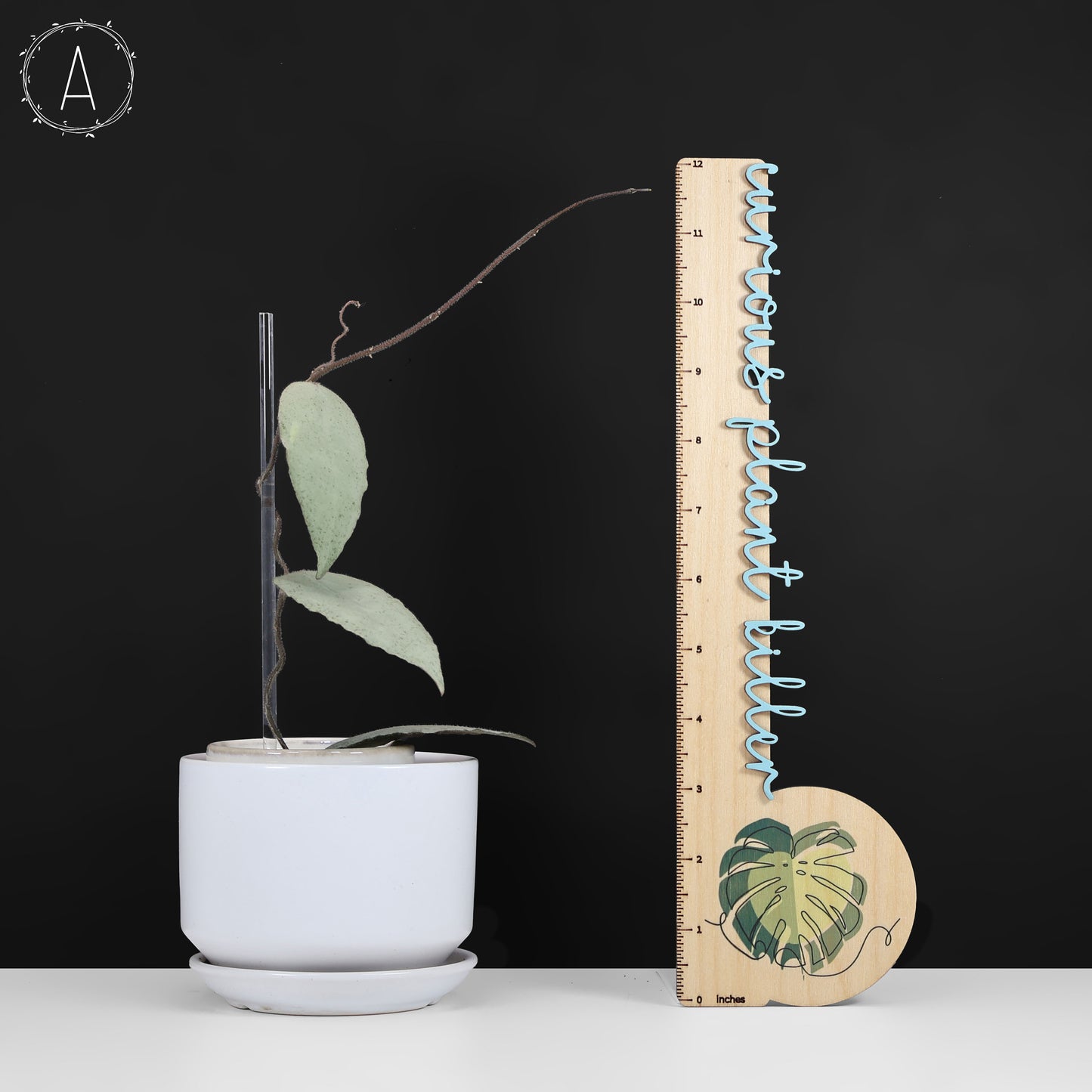 Hoya Caudata Argentea Plata