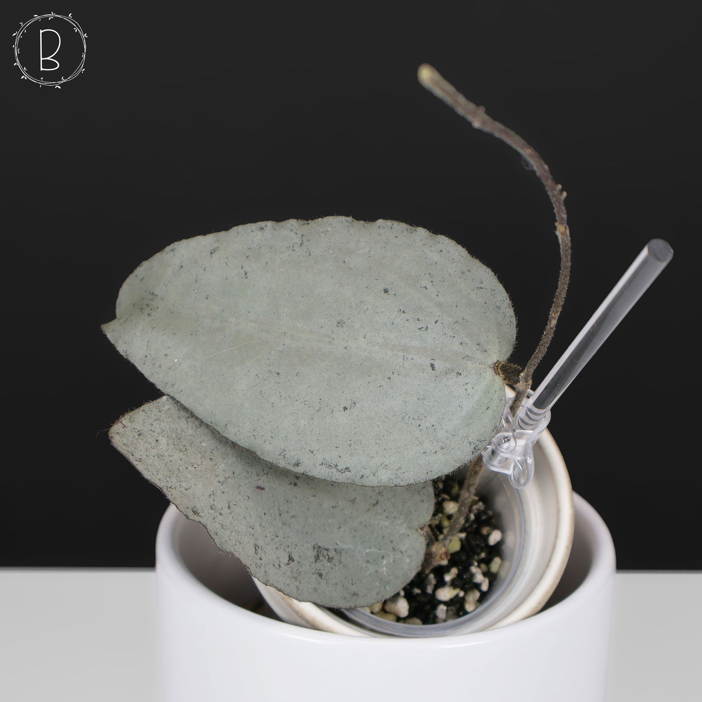 Hoya Caudata Argentea Plata