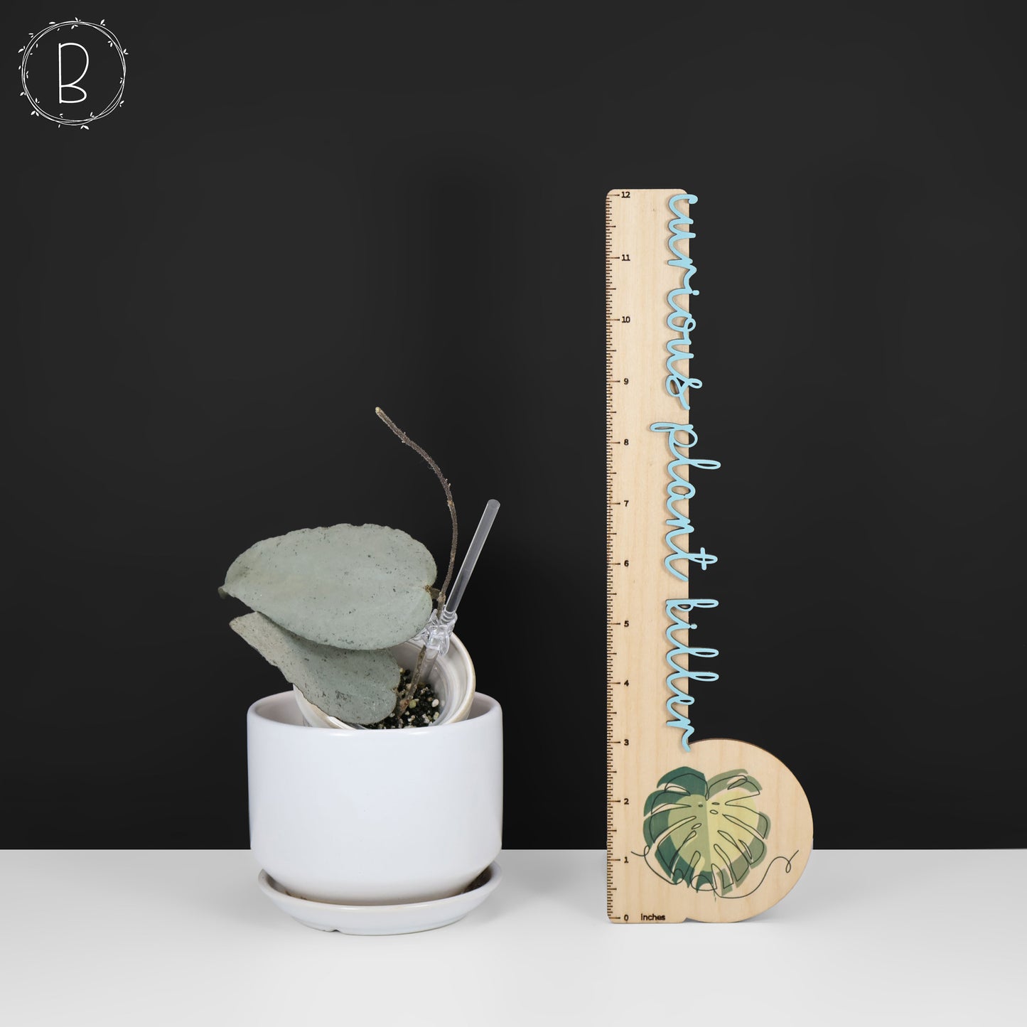 Hoya Caudata Argentea Plata