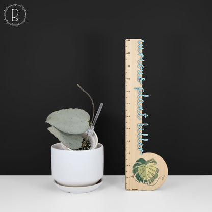 Hoya Caudata Argentea Plata