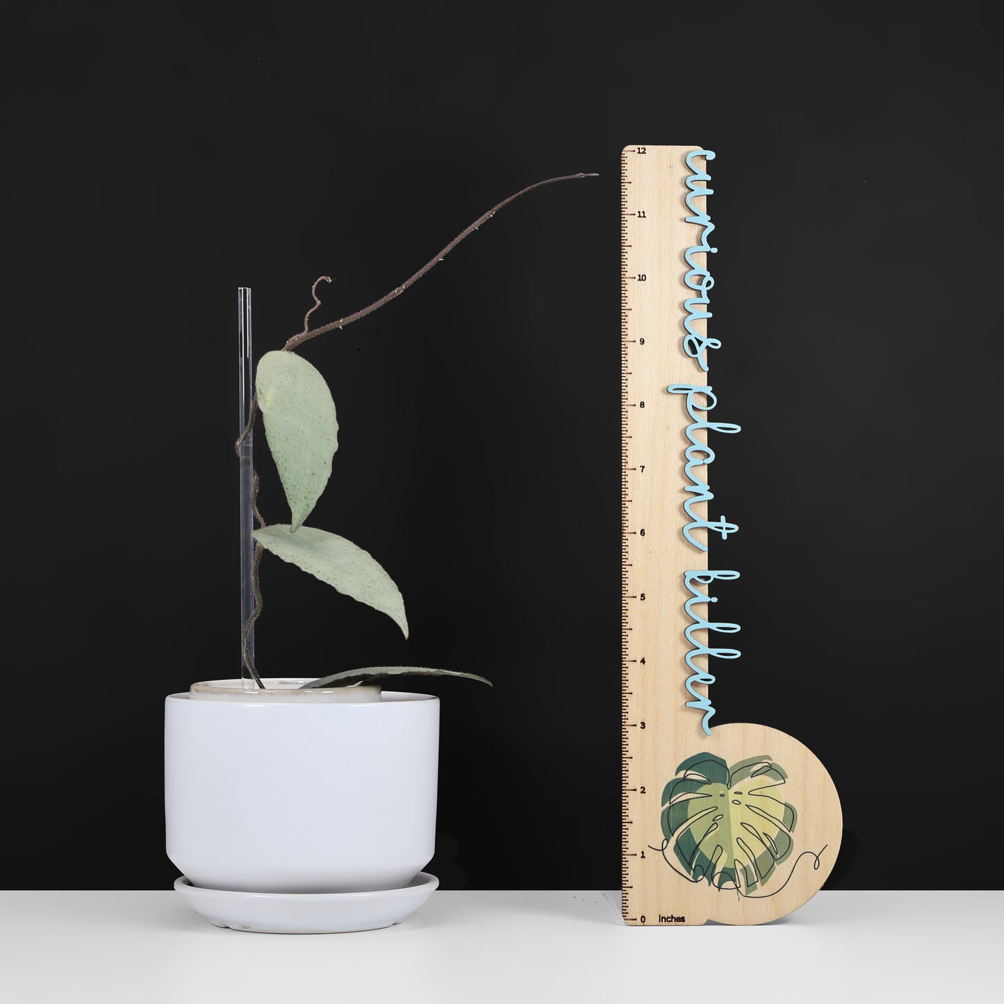 Hoya Caudata Argentea Silver