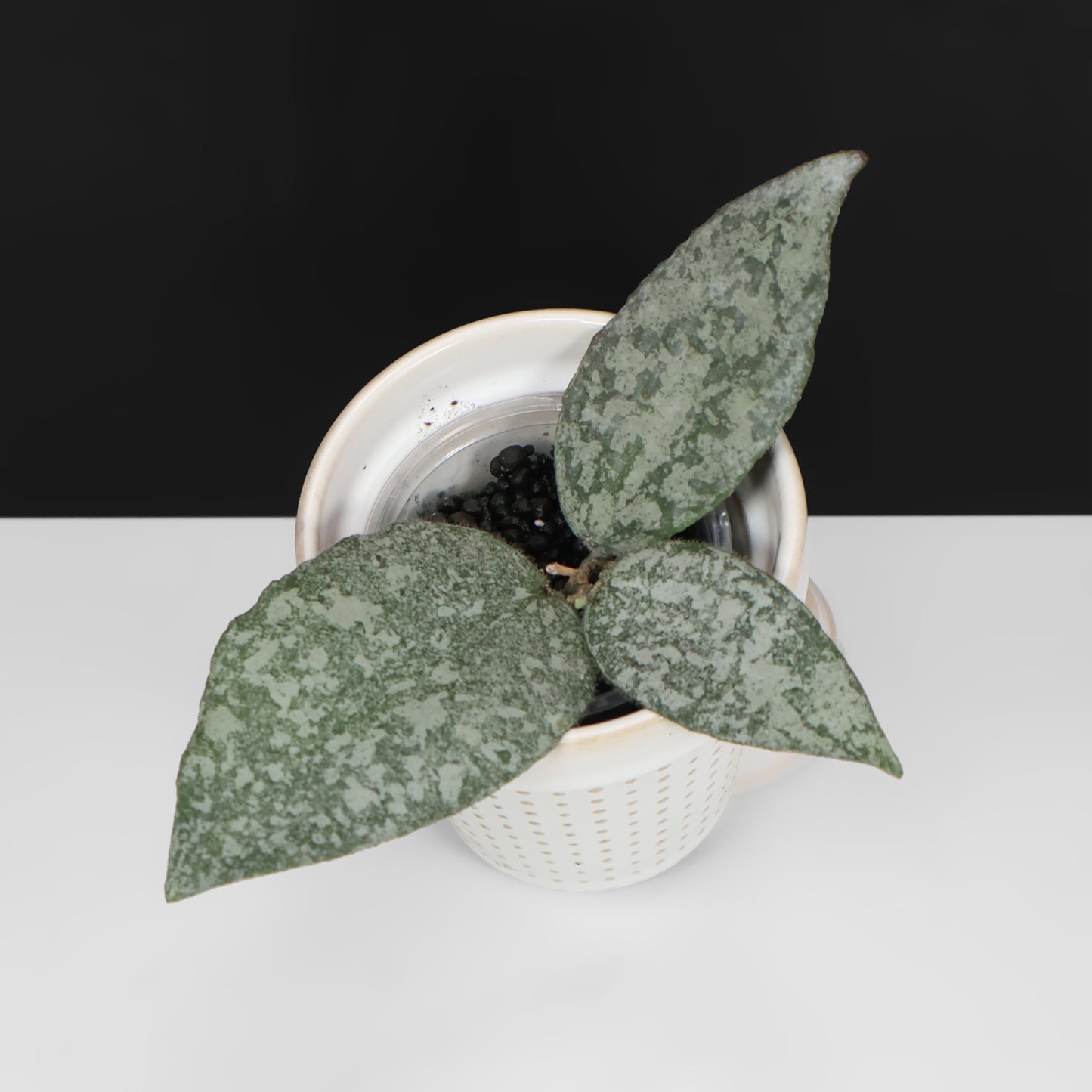 Hoya Caudata Argentea