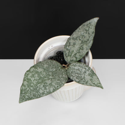 Hoya Caudata Argentea