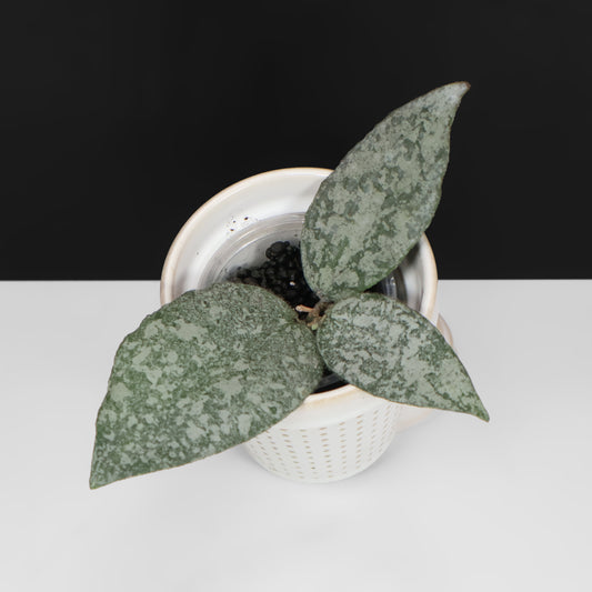 Hoya Caudata Argentea