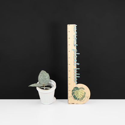 Hoya Caudata Argentea