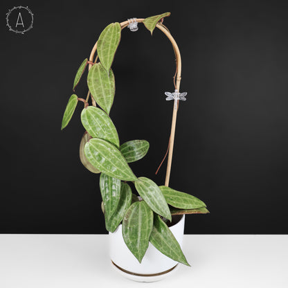 Hoya Latifolia Polystachya