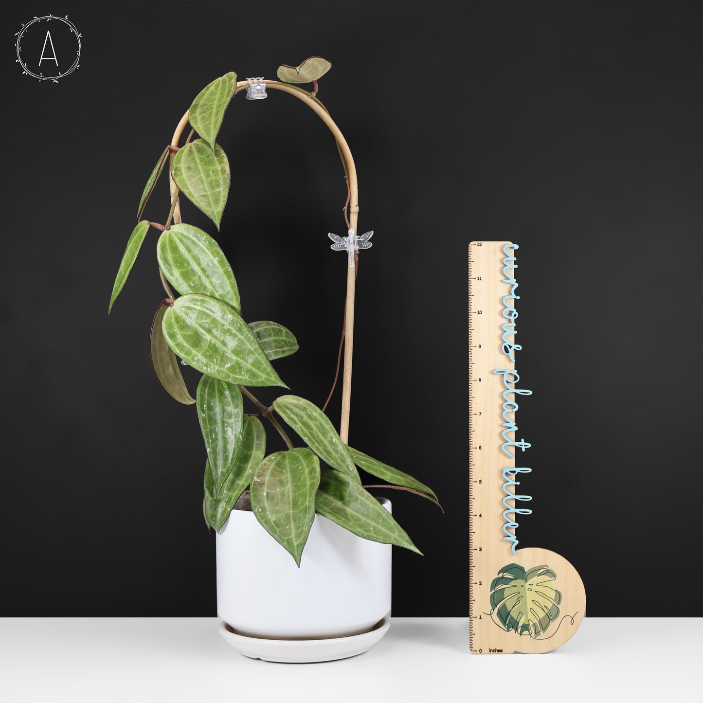 Hoya Latifolia Polystachya