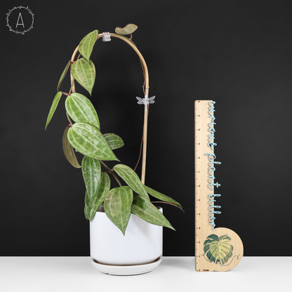 Hoya Latifolia Polystachya