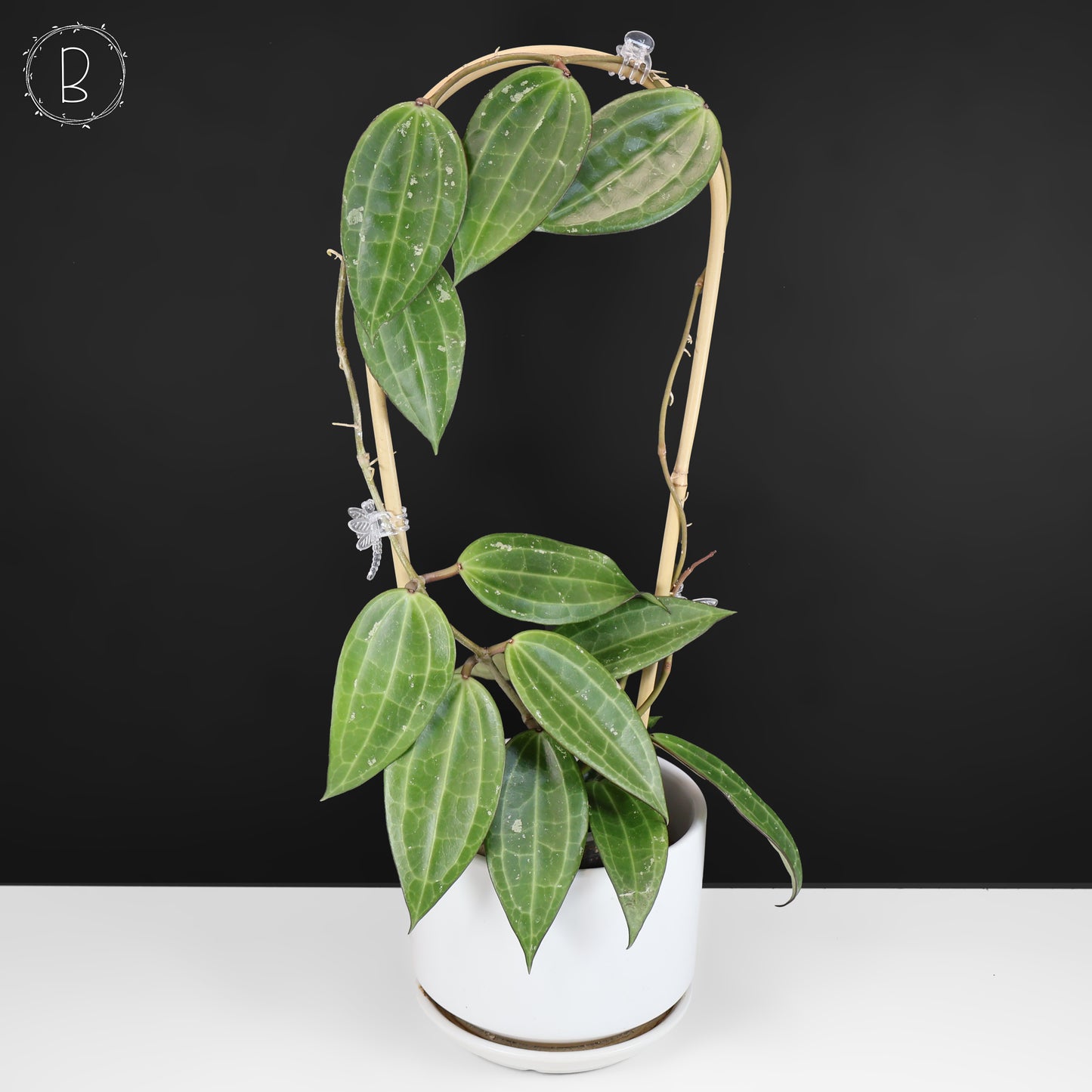 Hoya Latifolia Polystachya