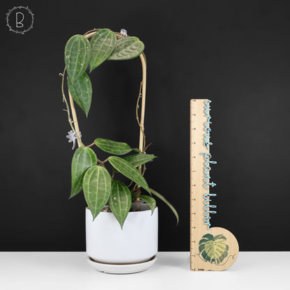 Hoya Latifolia Polystachya