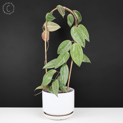 Hoya Latifolia Polystachya