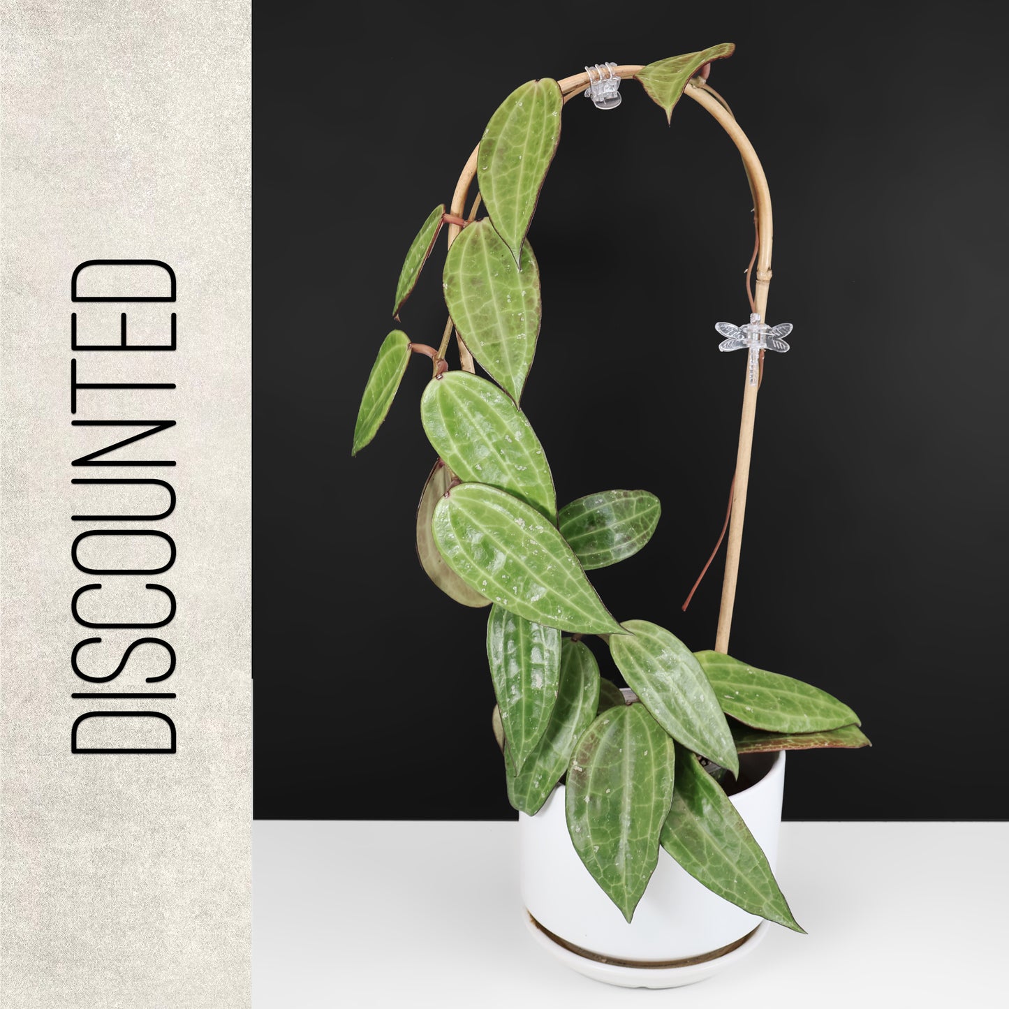 Hoya Latifolia Polystachya