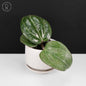Hoya Latifolia Big Leaf