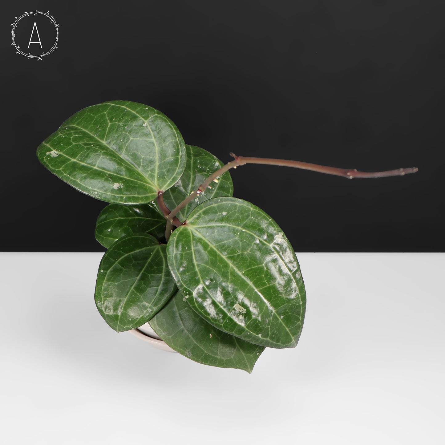 Hoya Latifolia Big Leaf