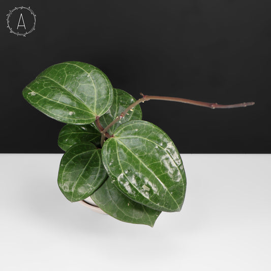Hoya Latifolia Big Leaf