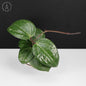 Hoya Latifolia Big Leaf