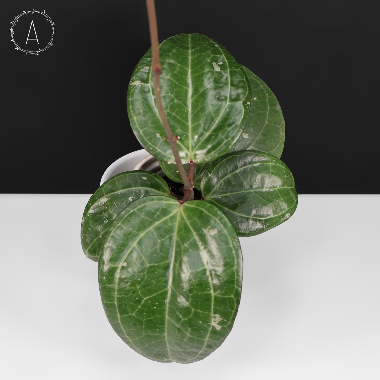 Hoya Latifolia Big Leaf
