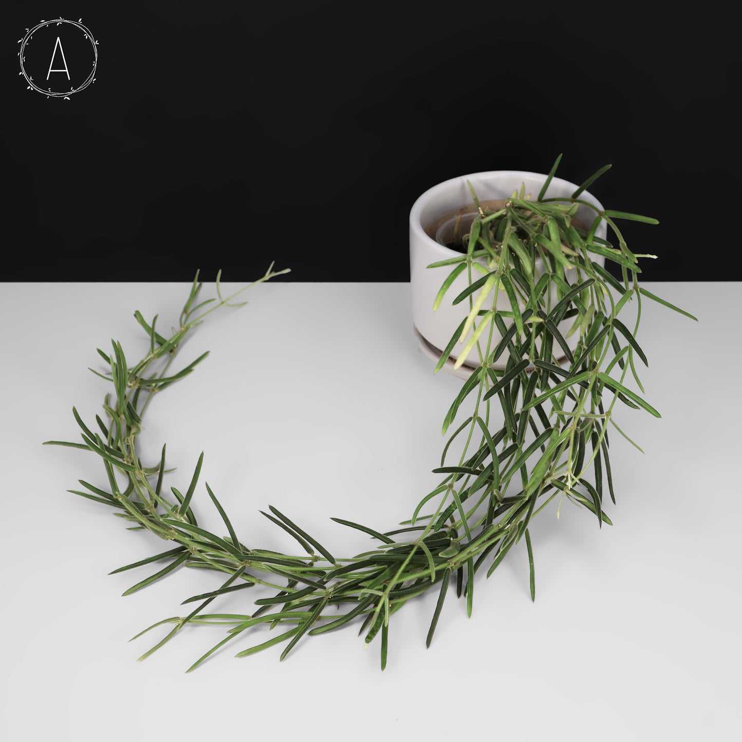 Hoya Linearis