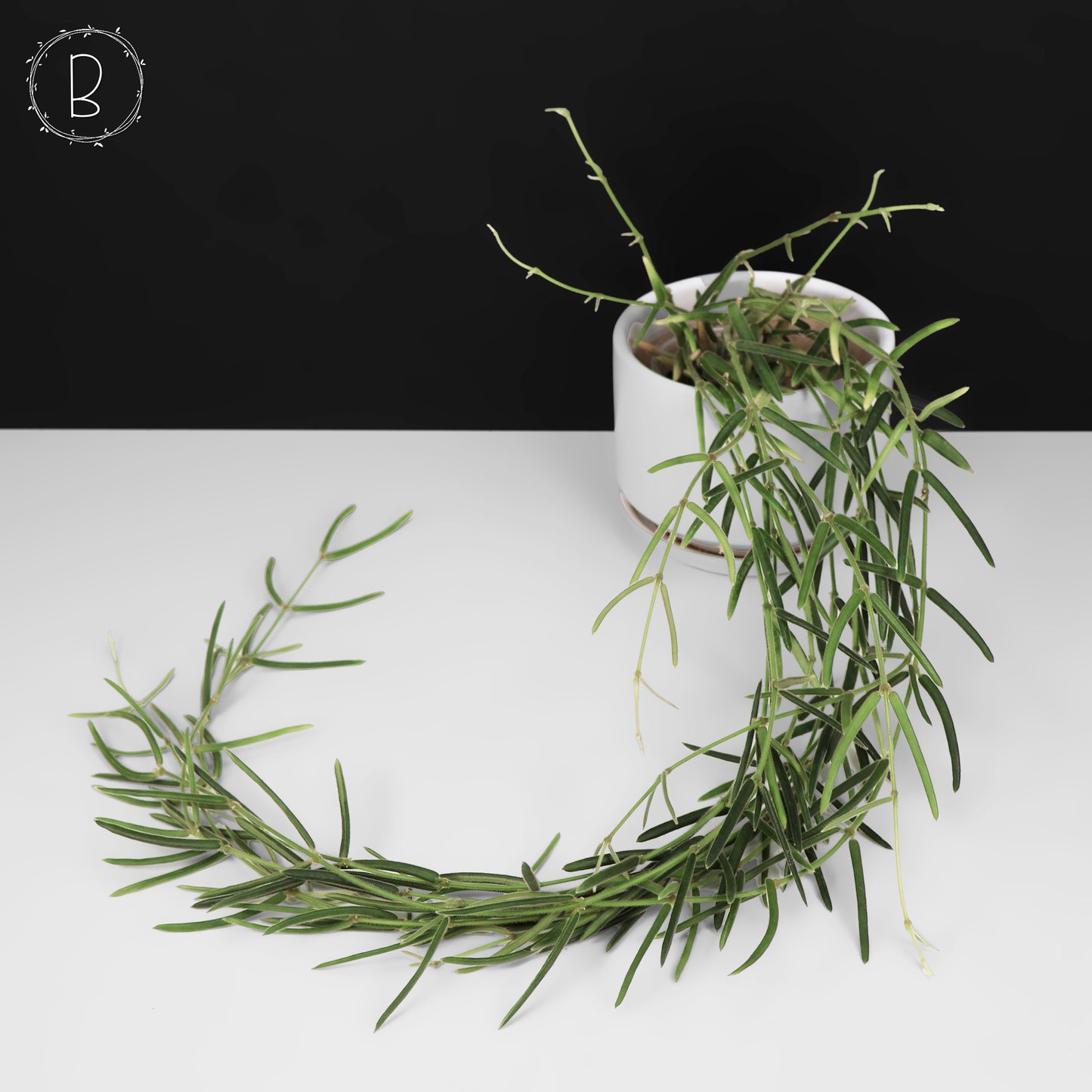 Hoya Linearis