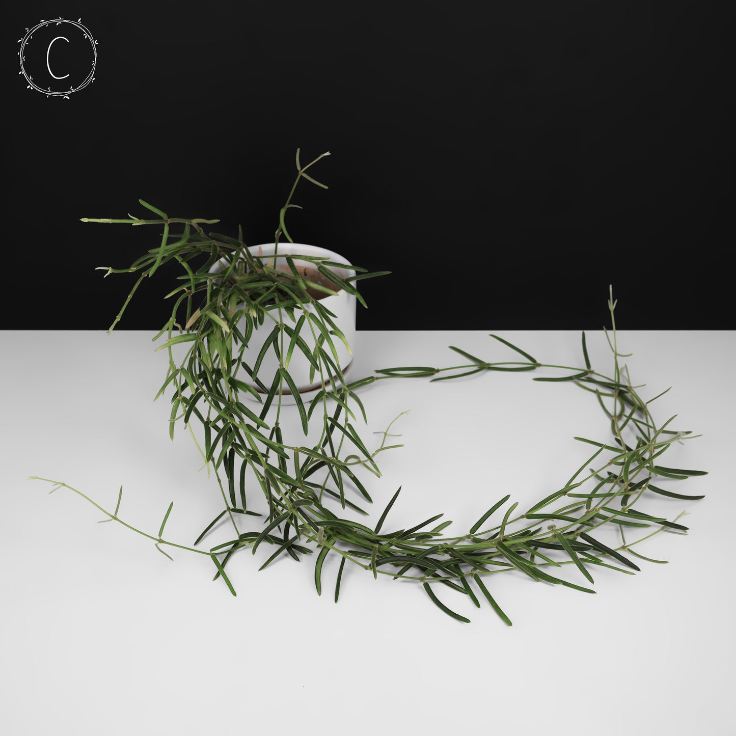 Hoya Linearis