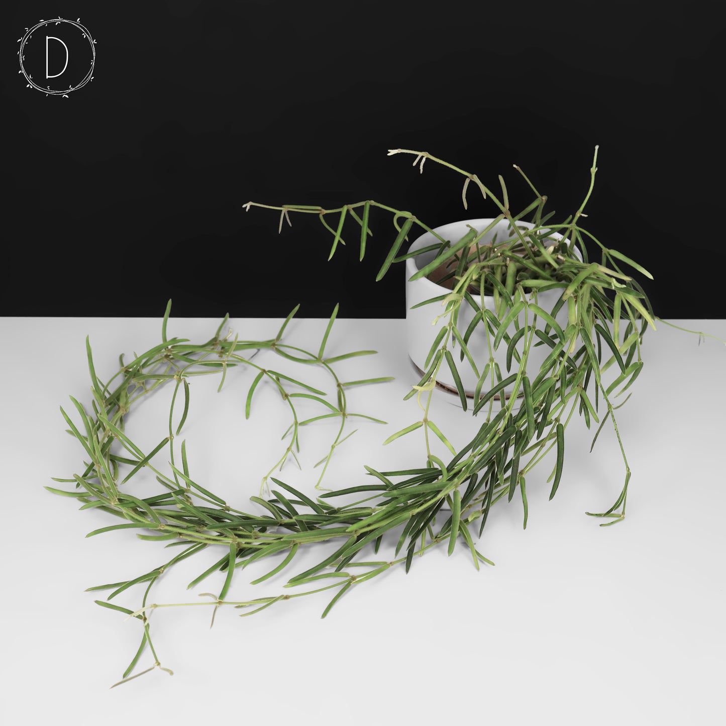 Hoya Linearis